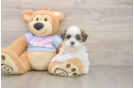Petite Teddy Bear Designer Pup