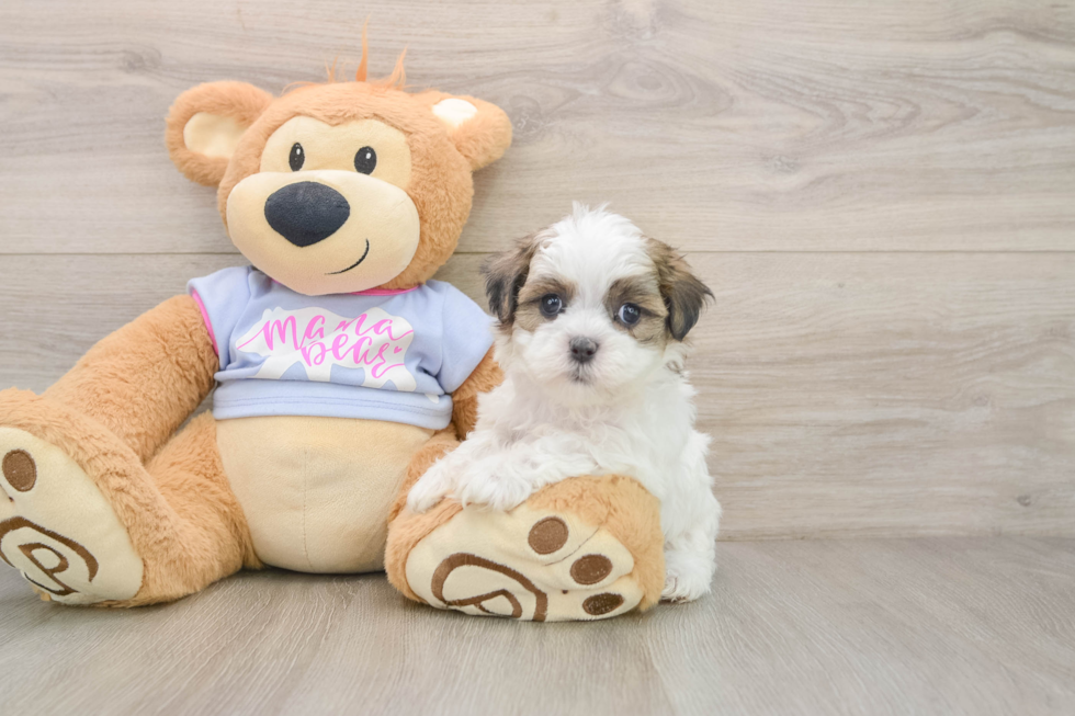 Petite Teddy Bear Designer Pup