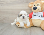 7 week old Teddy Bear Puppy For Sale - Seaside Pups