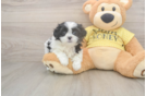 Friendly Teddy Bear Baby