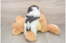Playful Shichon Designer Puppy
