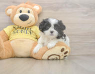7 week old Teddy Bear Puppy For Sale - Seaside Pups