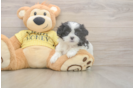 Adorable Shichon Designer Puppy
