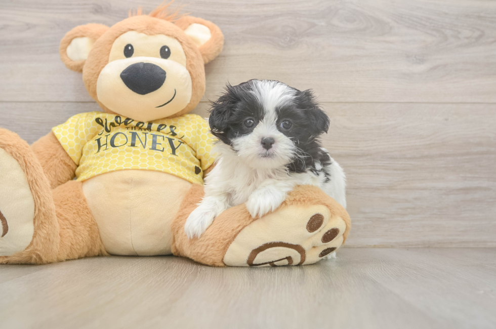 5 week old Teddy Bear Puppy For Sale - Seaside Pups