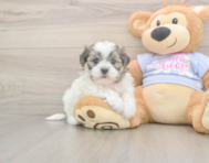 6 week old Teddy Bear Puppy For Sale - Seaside Pups