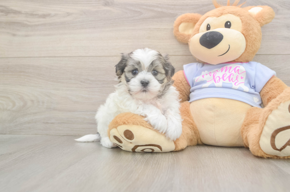 5 week old Teddy Bear Puppy For Sale - Seaside Pups