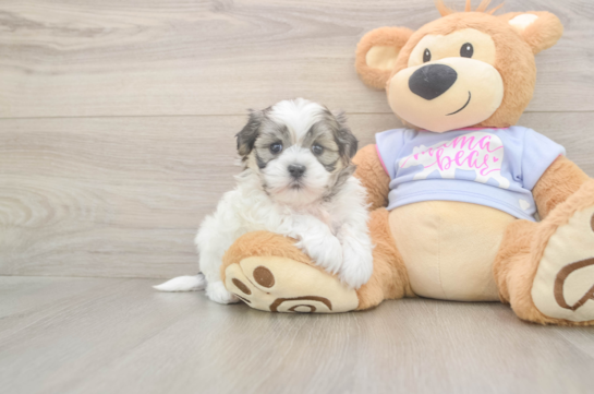 5 week old Teddy Bear Puppy For Sale - Seaside Pups Adorable Shi Chon Designer Puppy