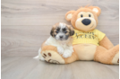 Smart Teddy Bear Designer Pup