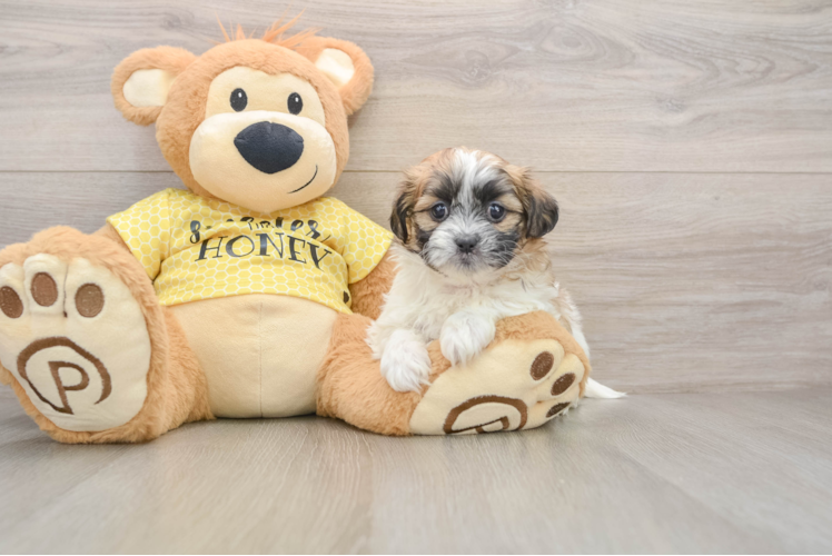 Teddy Bear Puppy for Adoption