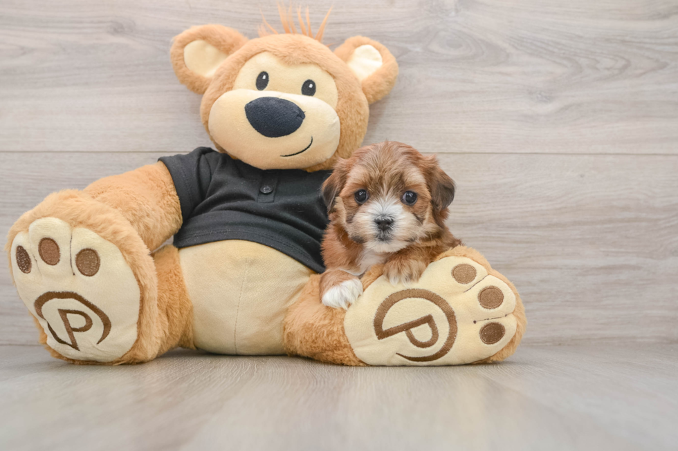 Small Teddy Bear Baby