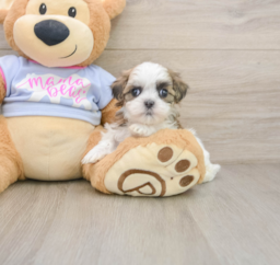 7 week old Teddy Bear Puppy For Sale - Seaside Pups