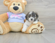 8 week old Teddy Bear Puppy For Sale - Seaside Pups