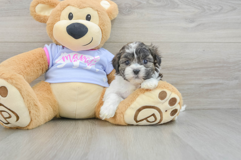 6 week old Teddy Bear Puppy For Sale - Seaside Pups