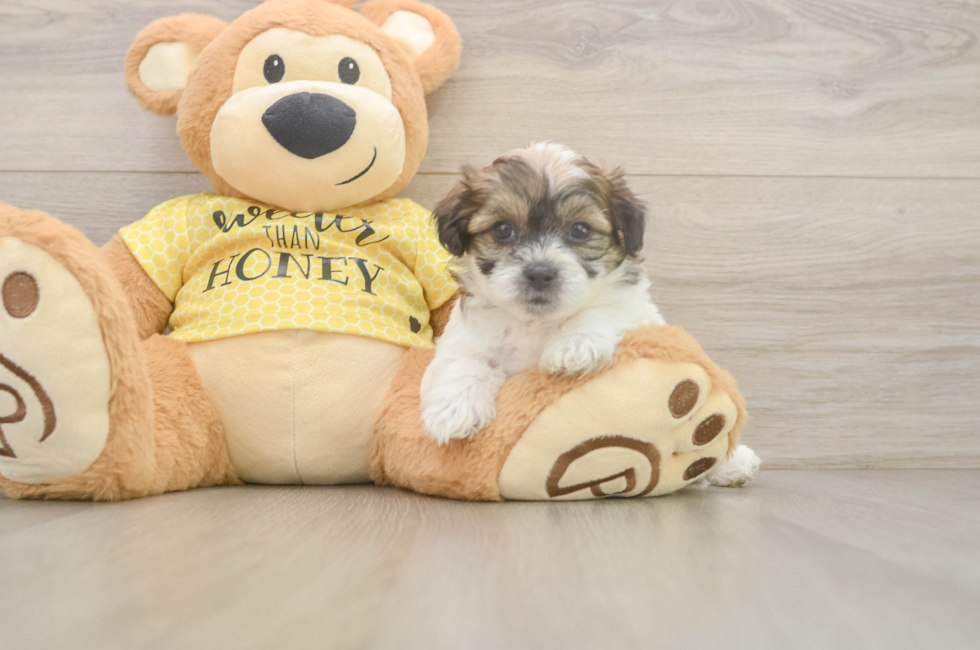 5 week old Teddy Bear Puppy For Sale - Seaside Pups