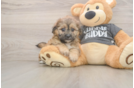 Teddy Bear Pup Being Cute