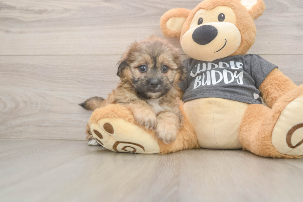 Teddy Bear Pup Being Cute