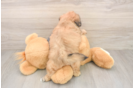 Teddy Bear Pup Being Cute