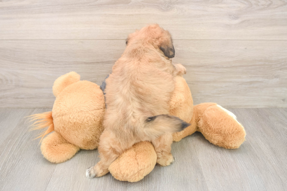 Teddy Bear Pup Being Cute