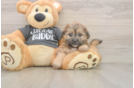 Sweet Teddy Bear Baby