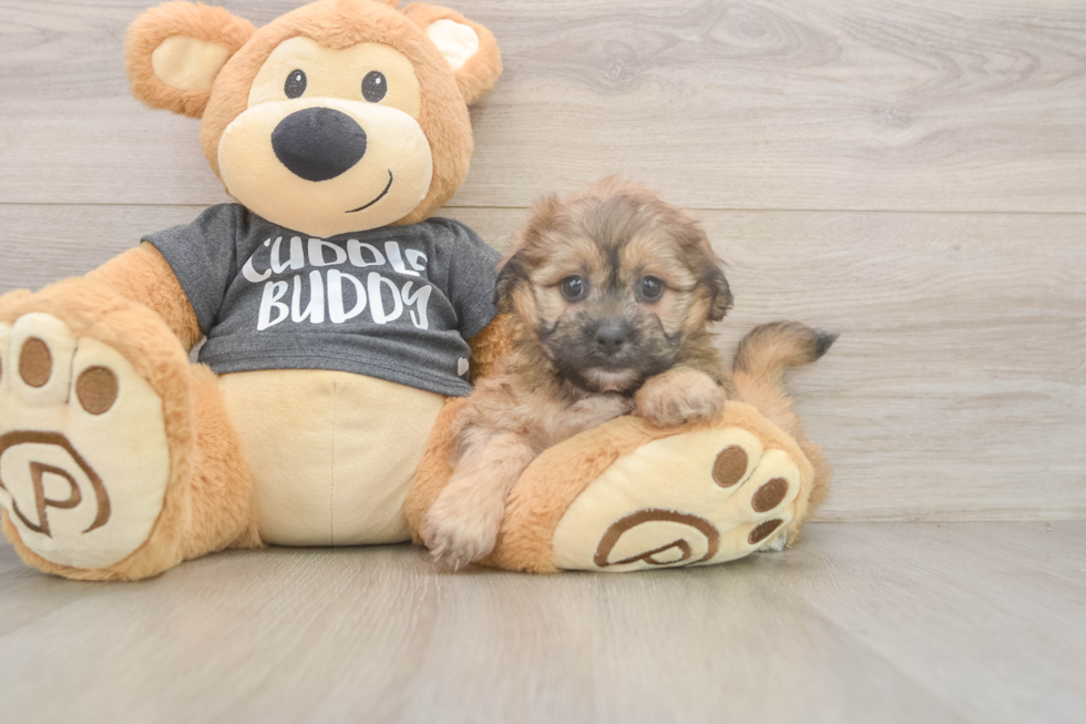Sweet Teddy Bear Baby