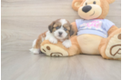 Hypoallergenic Shi Chon Designer Puppy