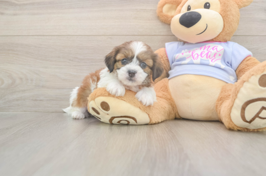 5 week old Teddy Bear Puppy For Sale - Seaside Pups Hypoallergenic Shi Chon Designer Puppy