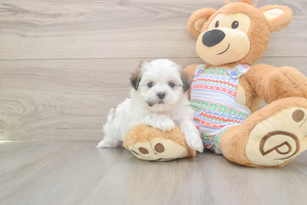 Adorable Shitzu Designer Puppy