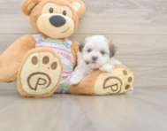 5 week old Teddy Bear Puppy For Sale - Seaside Pups