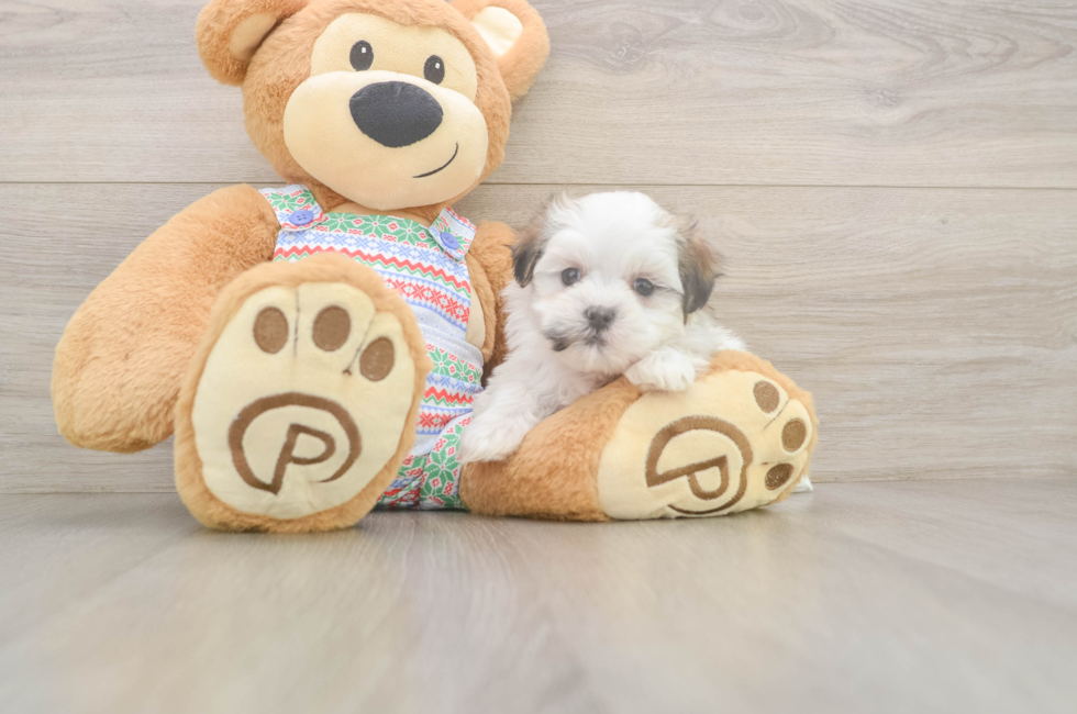 5 week old Teddy Bear Puppy For Sale - Seaside Pups
