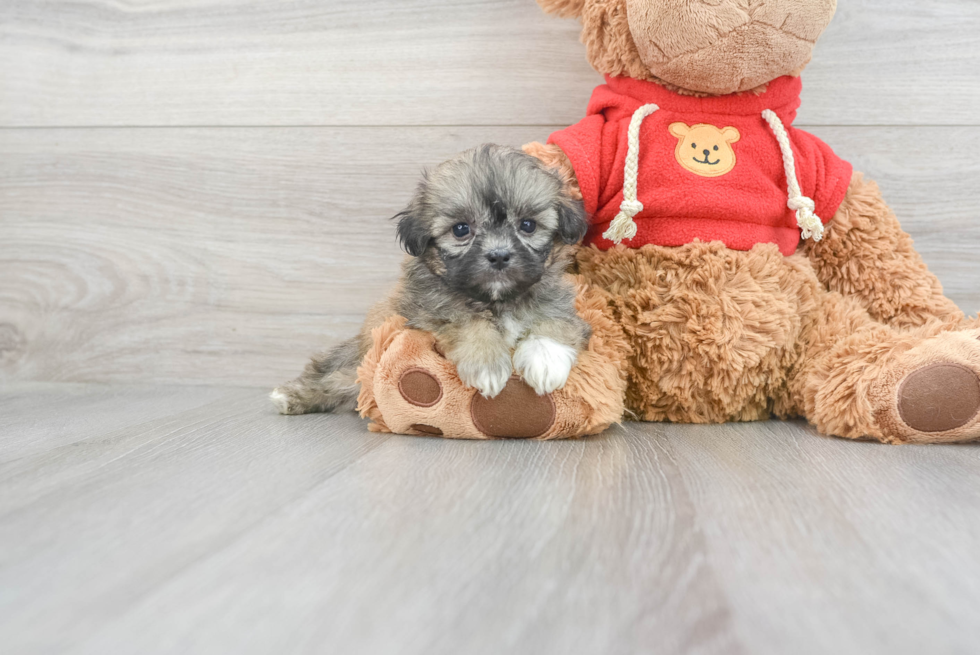 Small Teddy Bear Baby
