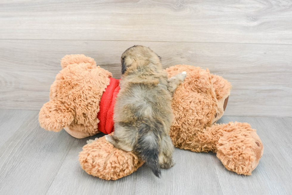 Teddy Bear Puppy for Adoption