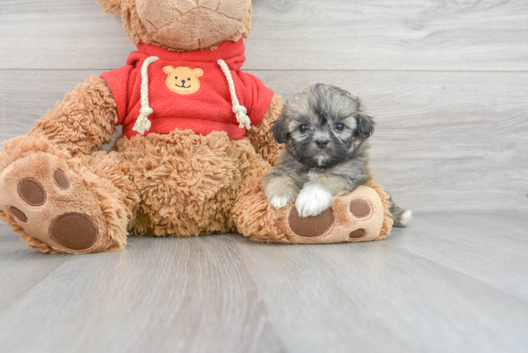 Teddy Bear Pup Being Cute