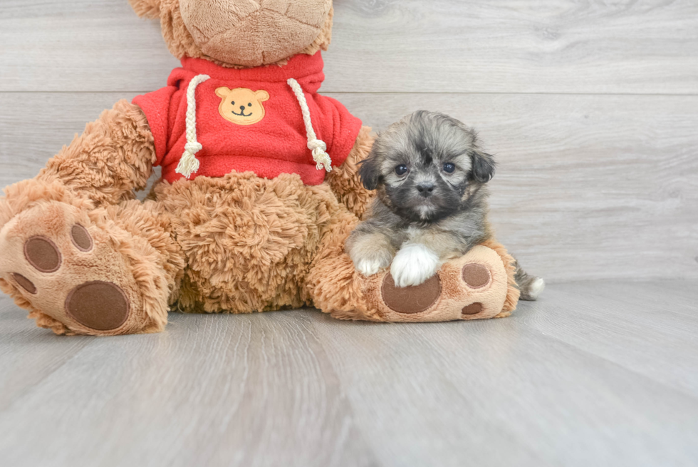 Teddy Bear Pup Being Cute