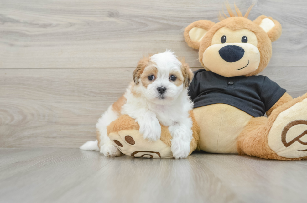 7 week old Teddy Bear Puppy For Sale - Seaside Pups