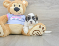 8 week old Teddy Bear Puppy For Sale - Seaside Pups