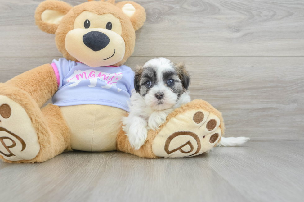 6 week old Teddy Bear Puppy For Sale - Seaside Pups