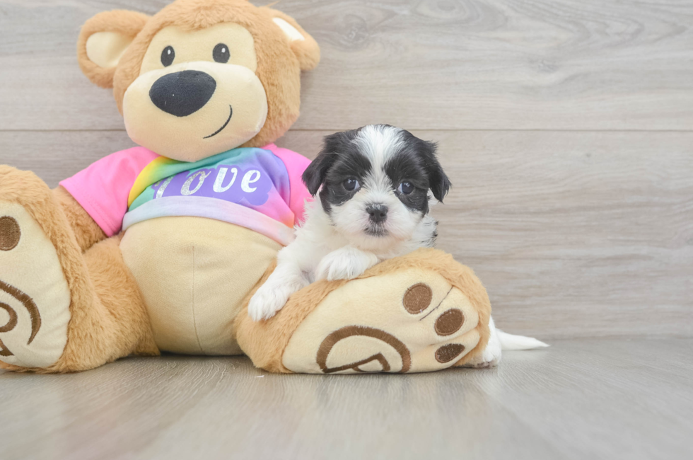 5 week old Teddy Bear Puppy For Sale - Seaside Pups