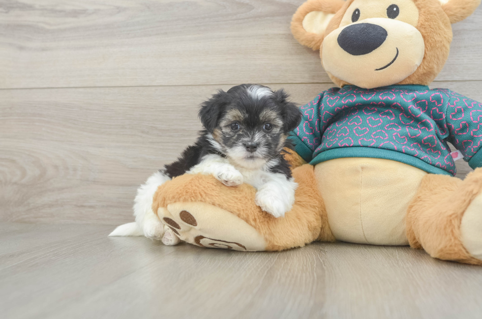 5 week old Teddy Bear Puppy For Sale - Seaside Pups