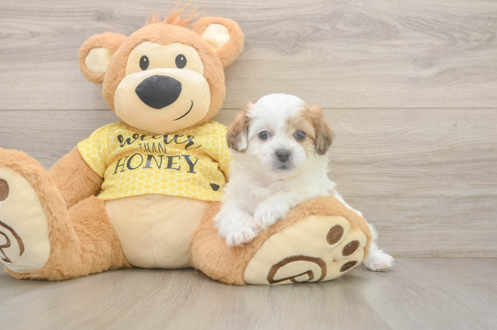 5 week old Teddy Bear Puppy For Sale - Seaside Pups