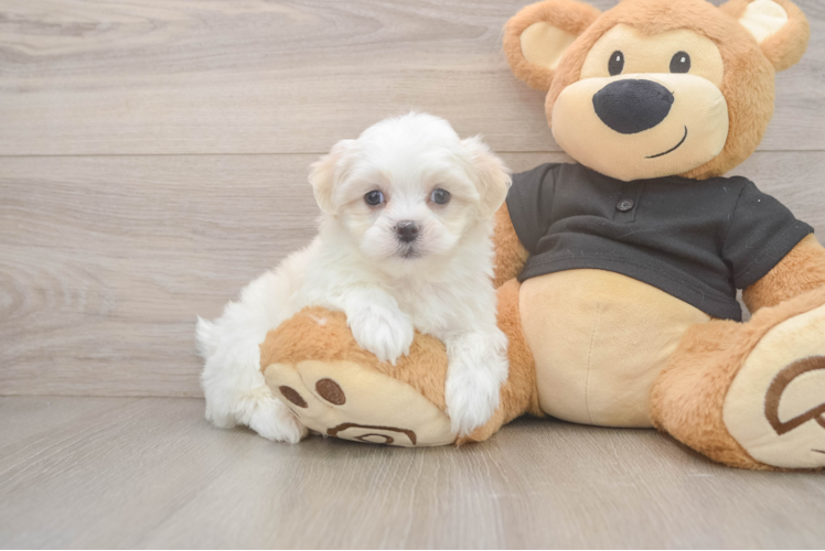 Best Teddy Bear Baby