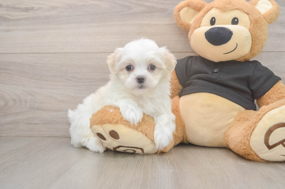 5 week old Teddy Bear Puppy For Sale - Seaside Pups