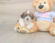 8 week old Teddy Bear Puppy For Sale - Seaside Pups
