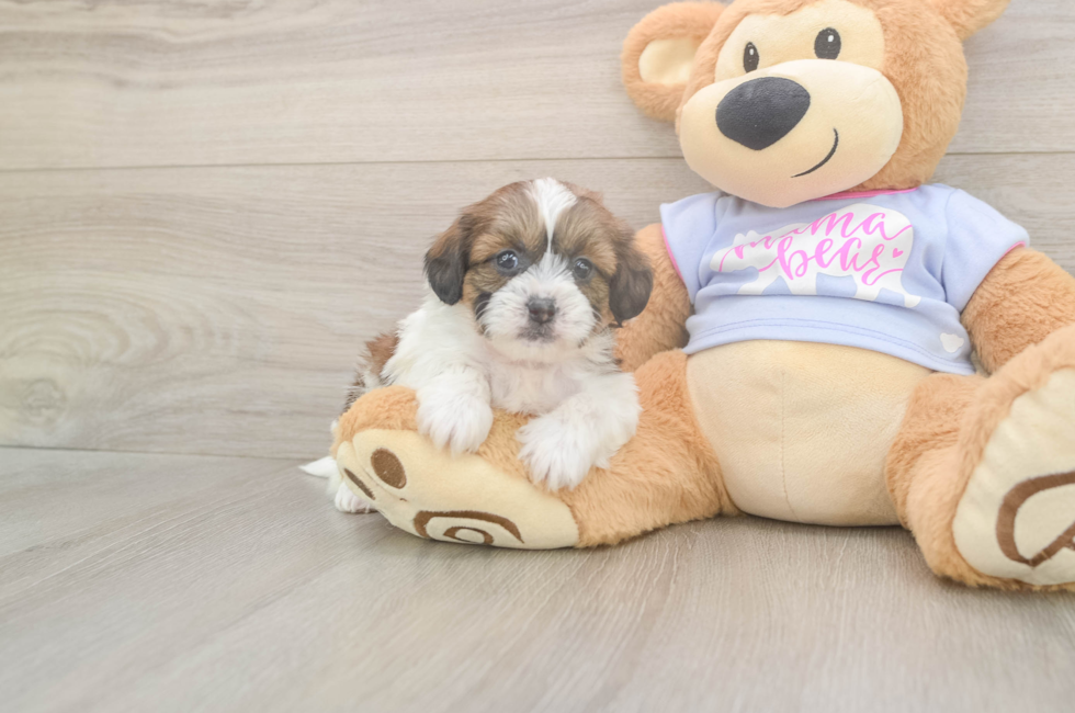 5 week old Teddy Bear Puppy For Sale - Seaside Pups