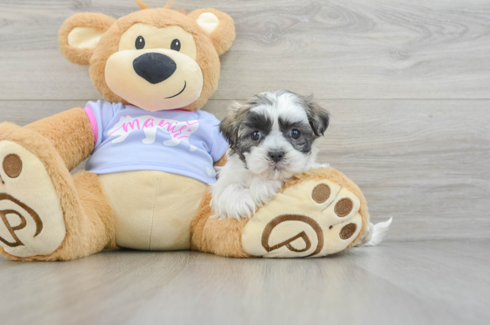 6 week old Teddy Bear Puppy For Sale - Seaside Pups