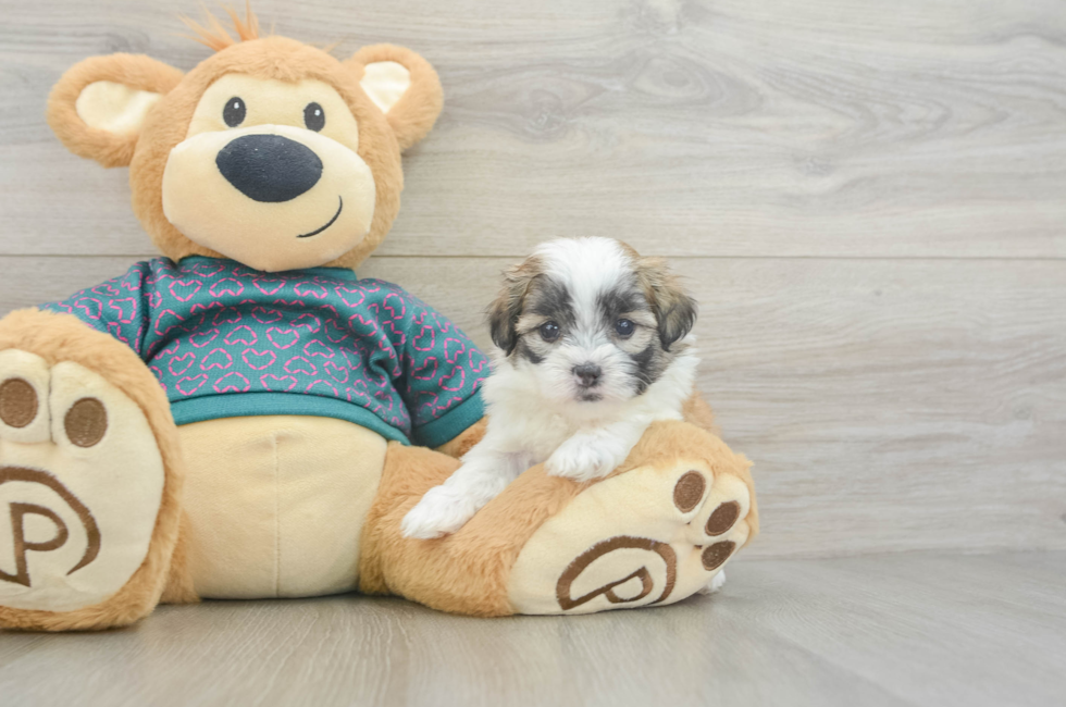 5 week old Teddy Bear Puppy For Sale - Seaside Pups