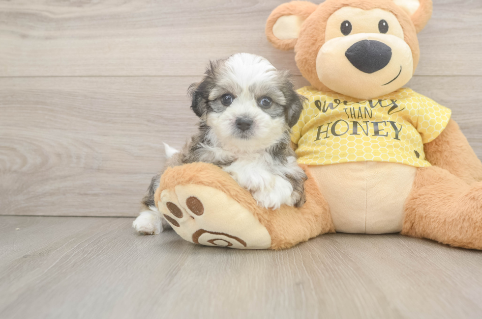 5 week old Teddy Bear Puppy For Sale - Seaside Pups