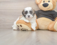 7 week old Teddy Bear Puppy For Sale - Seaside Pups