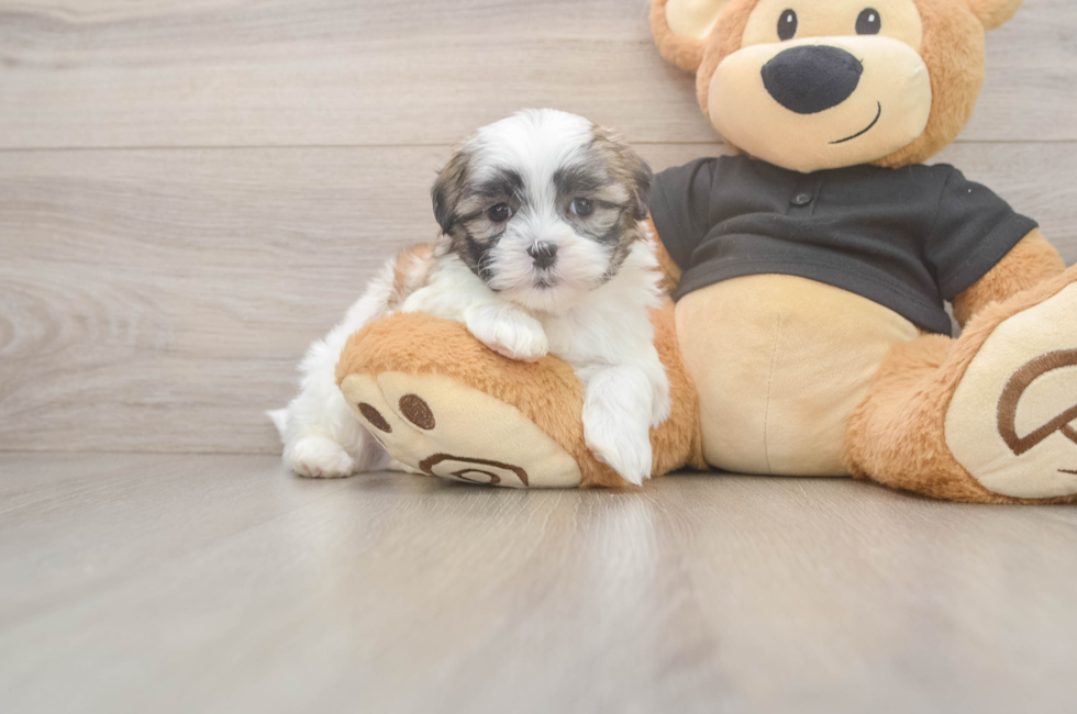 5 week old Teddy Bear Puppy For Sale - Seaside Pups