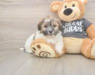 6 week old Teddy Bear Puppy For Sale - Seaside Pups