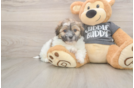 Teddy Bear Puppy for Adoption